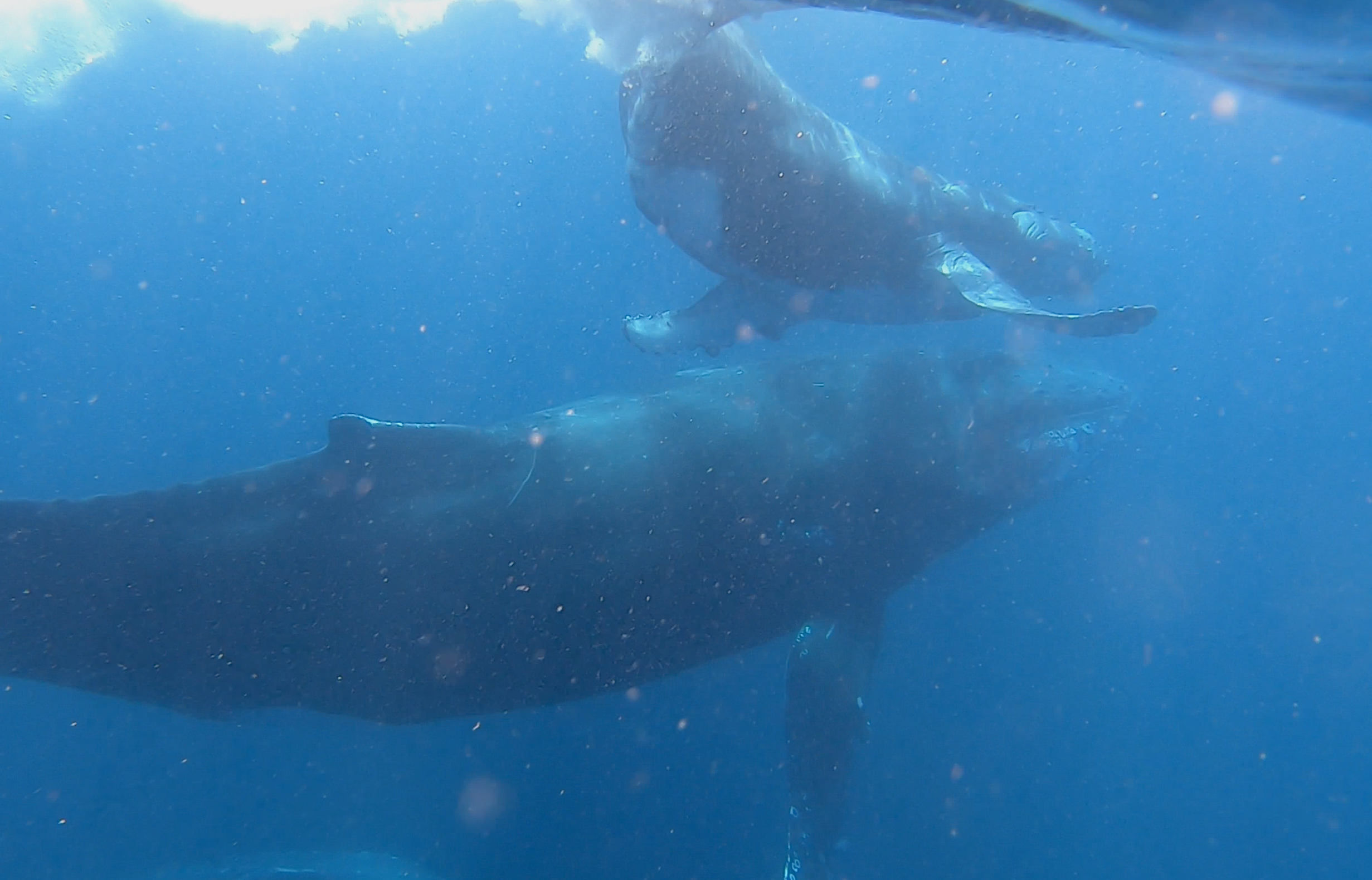Newborn baleen calves have negative buoyancy and sink, so their mothers get underneath to force them to the surface. Newborn baleen calves have negative buoyancy and sink, so their mothers get underneath to force them to the surface.